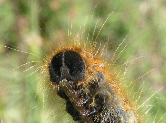 Phalera bucephala